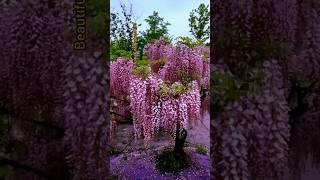 wisteria flowering tree #trending #beautiful #natural #flowers