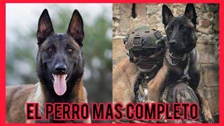 Pastor Belga Malinois el nuevo perro más inteligente del mundo!