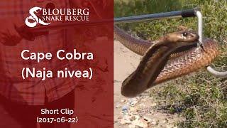 Cape Cobra Close-Up - Short Clip (20170622)