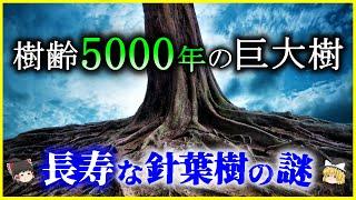 【ゆっくり解説】樹齢5000年⁉「巨大針葉樹」長寿の謎を解説/縄文杉・イガゴヨウマツ・ジャイアントセコイア…針葉樹が取った驚きの生存戦略とは？