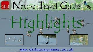 Birds of the Estuary at Le Teich, France | Highlights #5 | Nature Travel Guide