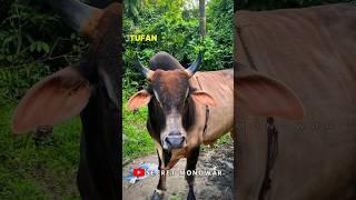 -Tuffan-  #mr #cow #mrbull #animalfarming #secret #bull #animals