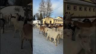Экоферма в Подмосковье, Талдомский район.