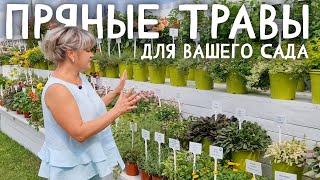 Пряные травы для цветников и декоративного огорода