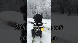 Промолчу про монтаж #собака #собачник #ялюблюсобак #dogs #сириус