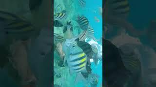 Underwater Walking Tour in Curaçao #travel #vacation #curacao #underwater #carribbean #curacaotrip