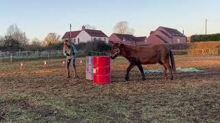 Horse (mule) agility, Advanced 1* level, class 9D, January 2022. Ellen and Inara.