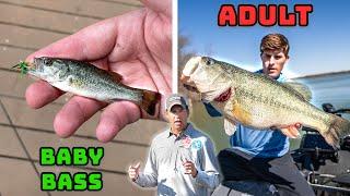 How BIG Can Bass REALLY GROW? (Biologist Explains)