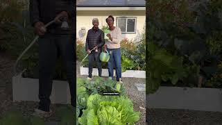 We don’t fertilize our garden often, but when we do…it’s always organic #gardening #vegetablegarden