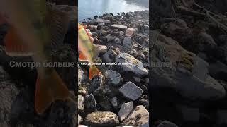 Огромный окуняка, взялся на железо! #рыбалка2023 #окуньнаспиннинг