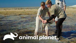 Rehabilitan y liberan a tres tortugas marinas | Los Irwin | Animal Planet