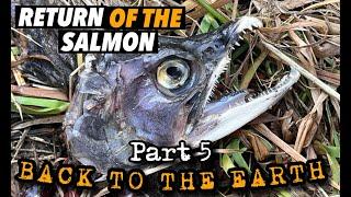 RETURN OF THE SALMON 5: Back to the Earth (Final Chapter)