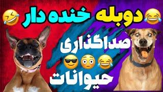 دوبله طنز خنده دار طنز صداگذاری حیوانات فان و کمدی️ #funny #cat #explore #خنده #comedy #دوبله