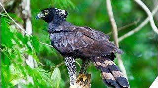 Falconry: The Black Hawk-Eagle