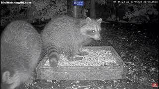 Throwback BWHQ: Coyote Attacks Raccoons ... 7/15/2022