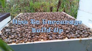 How To Encourage Build-Up In Your Hive