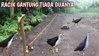 BUKTI NYATA RACIK GANTUNG MEMANG JOSS [] Memikat Burung Ruak Ruak [] Bird Trap