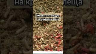 Животина на крупного леща #рыбалка #fishing