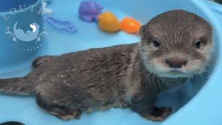 Baby Otter Complains in the Pool!