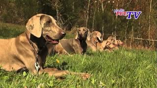 Weimaraner: Informationen zur Rasse