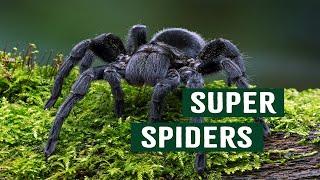 How Spider Venom Can Change The World | Deadly Australia