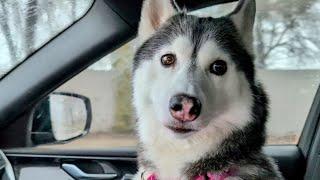 This Dog Helped Us Get Home Safe!  My Fluffy Co-Pilot!