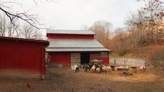 DAY IN THE LIFE on a FARM | Morning Chores | February Edition