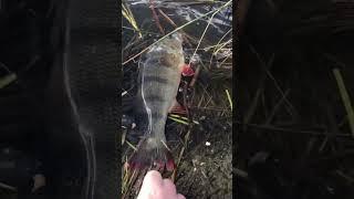 Some decent perch on a crank bait #fishing #catchbigfish #bassfishing