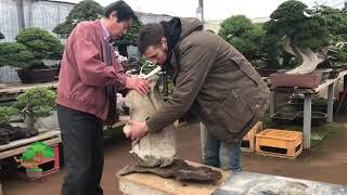 During apprenticeship of Andrei Bessonov/Process of making rock for rock planting by Masahiko Kimura