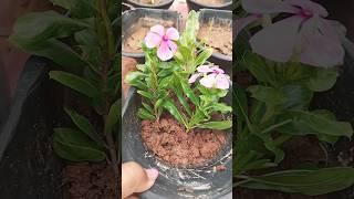 How to cuttings of sadabahar#sadabaharflower #cutitng #plants#youtubeshorts #ytshorts