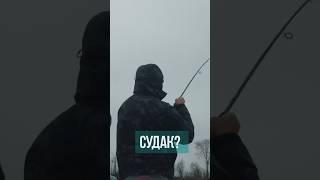 СУДАК ИЛИ ЩУКА???