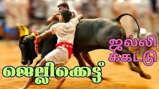 Karaikudai Manju Virattu 2024 | காரைக்குடி மஞ்சுவிரட்டு 2024 | Manju Virattu 2024