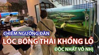 LÓC BÔNG THÁI KHỔNG LỒ tại Lóc Việt Minh Trí