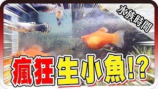 竟然懷孕了？剛養第二天就瘋狂生小魚！？｜水族時間【黑羽】