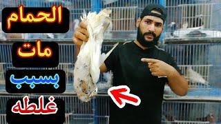 الحمام مات بسبب غلطه صغيره | اوعي تقع فيها