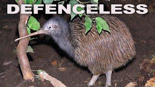 How The Flightless Kiwi Survives Against Predators After Abandoned At Birth | WILD 24 | Real Wild