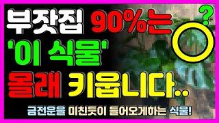 🪴부잣집에서 남몰래 키우는 금전운+대운의 식물은!?