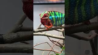 A gorgeous beast! Antilles the panther chameleon showing off!