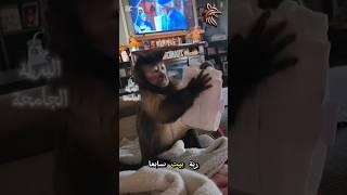 هذا القرد يقوم بي اعمال المنزل  #غرائب #عجائب #قصص #حيوانات #طبيعة #برية #علوم #دعاء #غموض