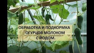 Обработка и подкормка огурцов молоком с йодом.