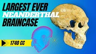 Incredible discovery sheds new light on the Brain Size of Neanderthals