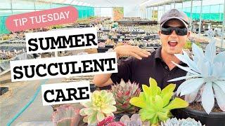 Summer Succulent Care