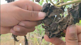 FILIPINO RURAL KIDS- FINDING SPIDER IN THE PHILIPPINES (Full Video)