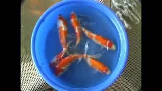 On The Koi Farm #16