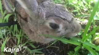 Wild Rabbit on a Leash!