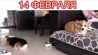 14 Февраля ( Озвучка )