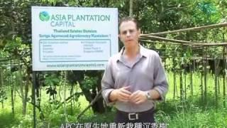 Agarwood - Banking on Trees in Chinese