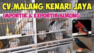 Pusat Grosir Burung Import & Burung Lokal #kenari #burungfalk #redsiskin #goldfinch #yorkshire