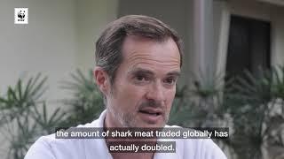 Interview with WWF's Global Shark & Ray Expert - Andy Cornish | WWF-Singapore