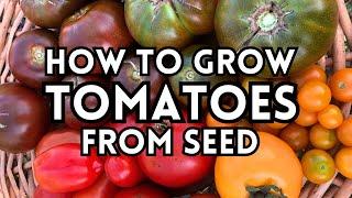 Grow Perfect Tomatoes From Seed! Expert Tomato Seed Sowing Tips for Rapid Growth & Healthy Seedlings